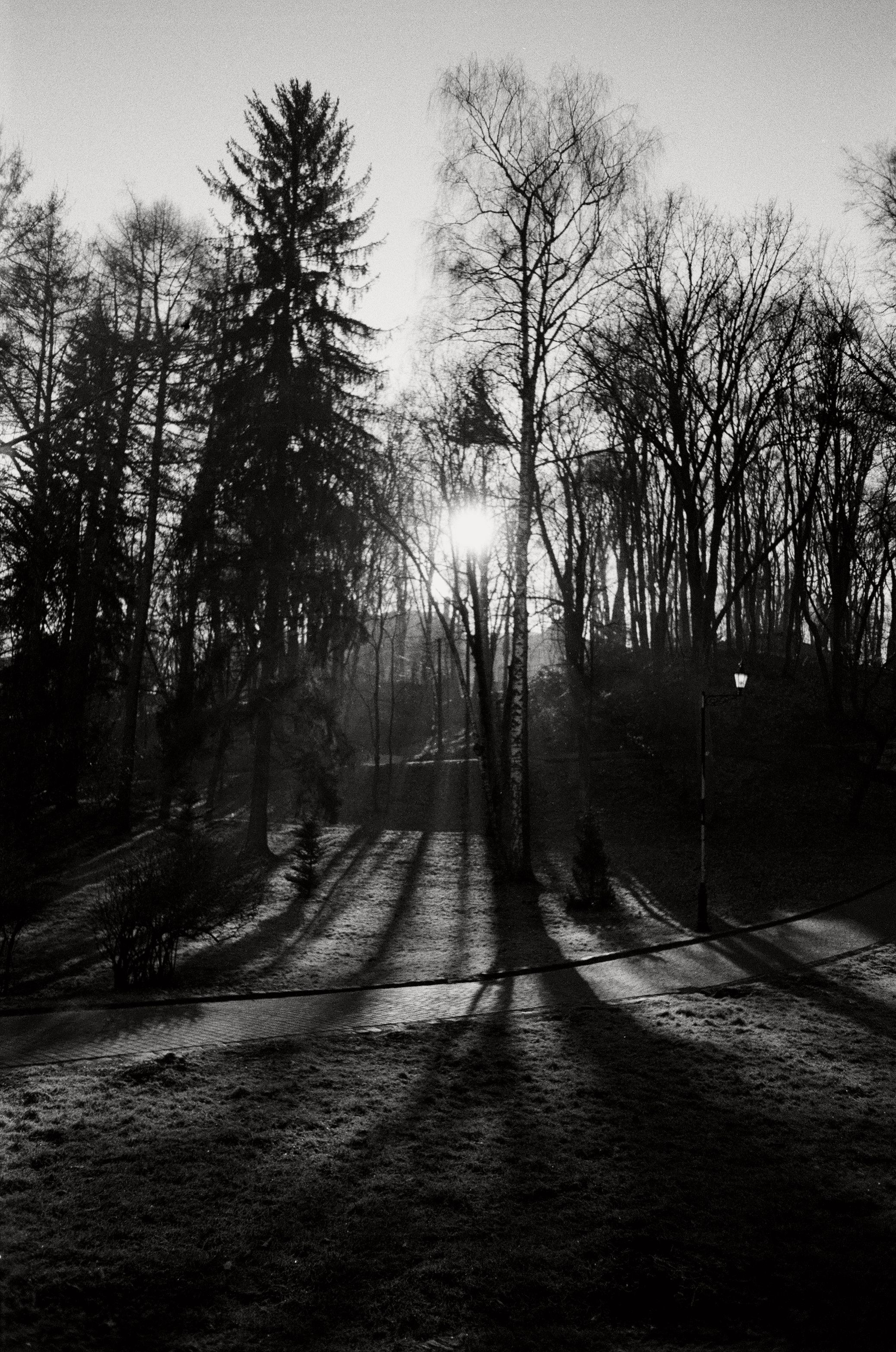 Captivating black and white image of autumn shadows in a Lviv park at sunrise.
