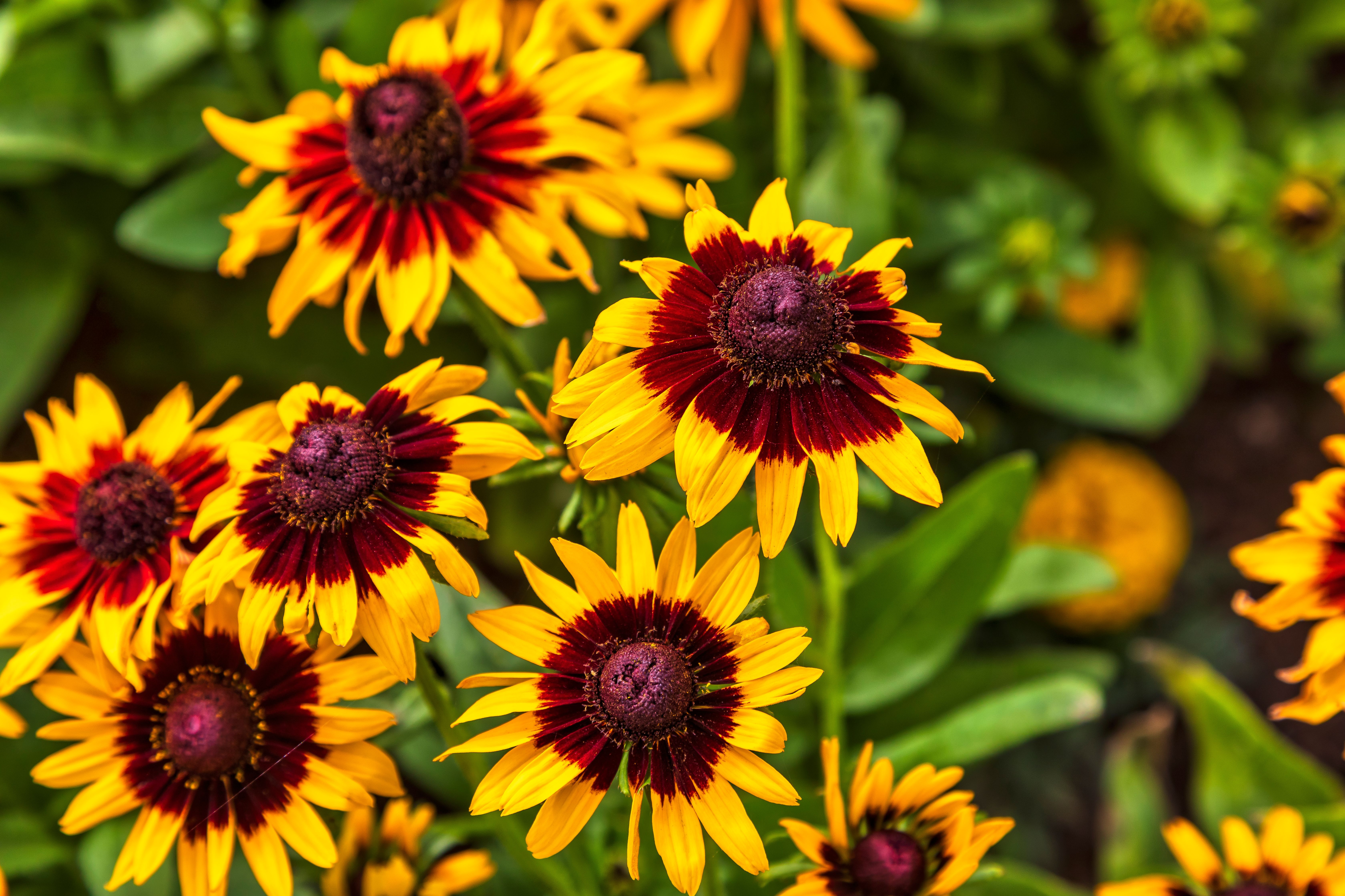 Blooming Black Eyed Susans · Free Stock Photo