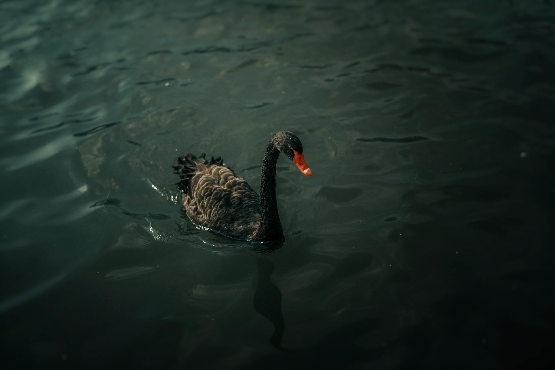 Elegant black swan floating peacefully on calm water, showcasing natural beauty.