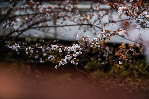 Close up of Spring Blossoms