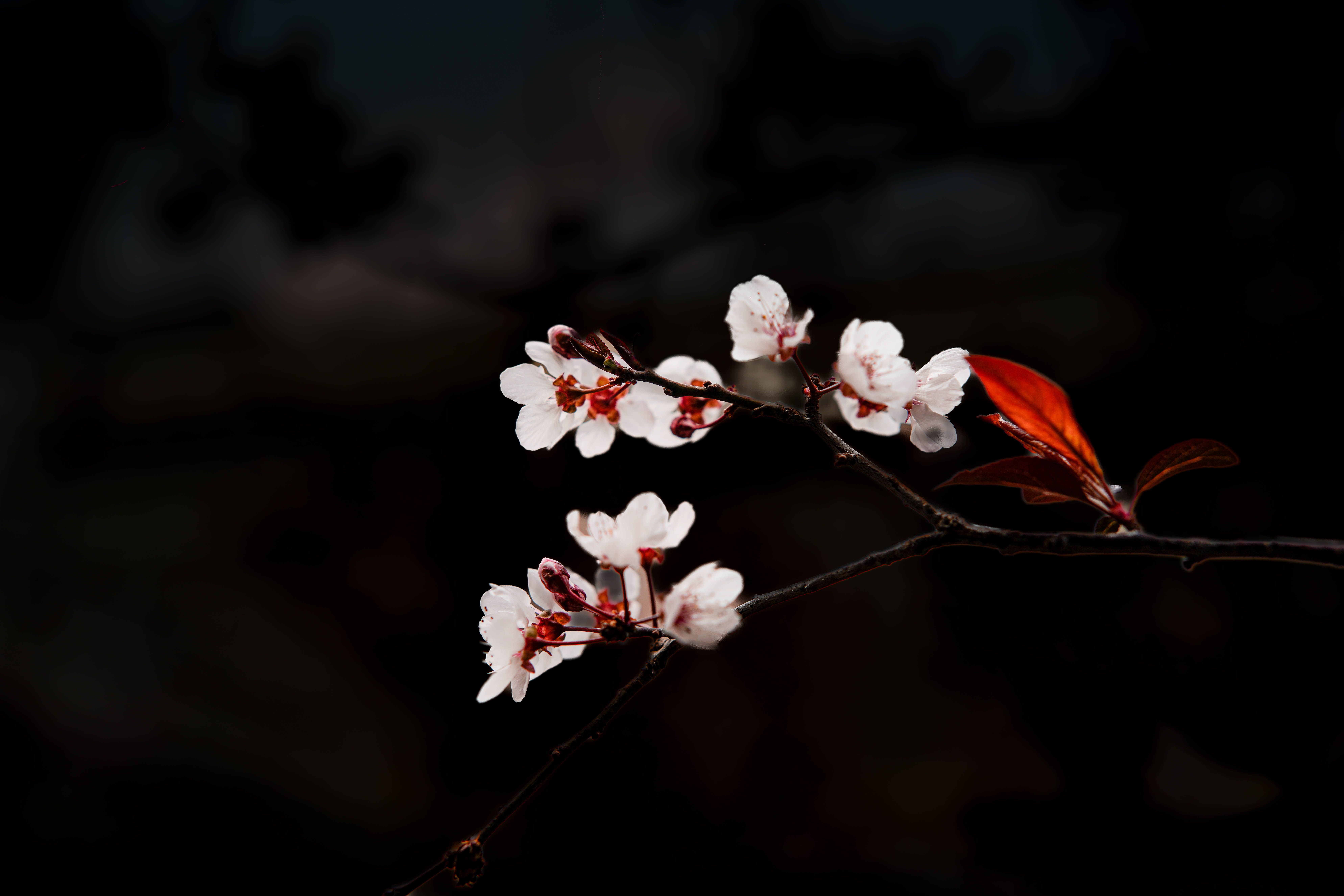Cherry blossoms in moonlight