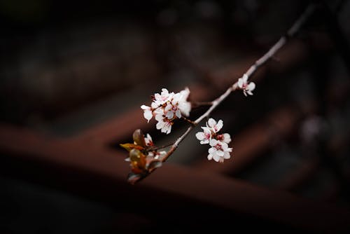 Cherry Tree Blossoms