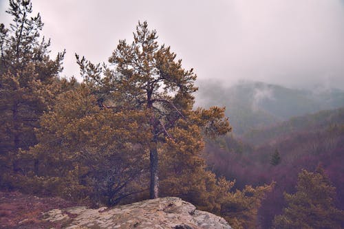 Free Autumn Forest on Foggy Hills Stock Photo