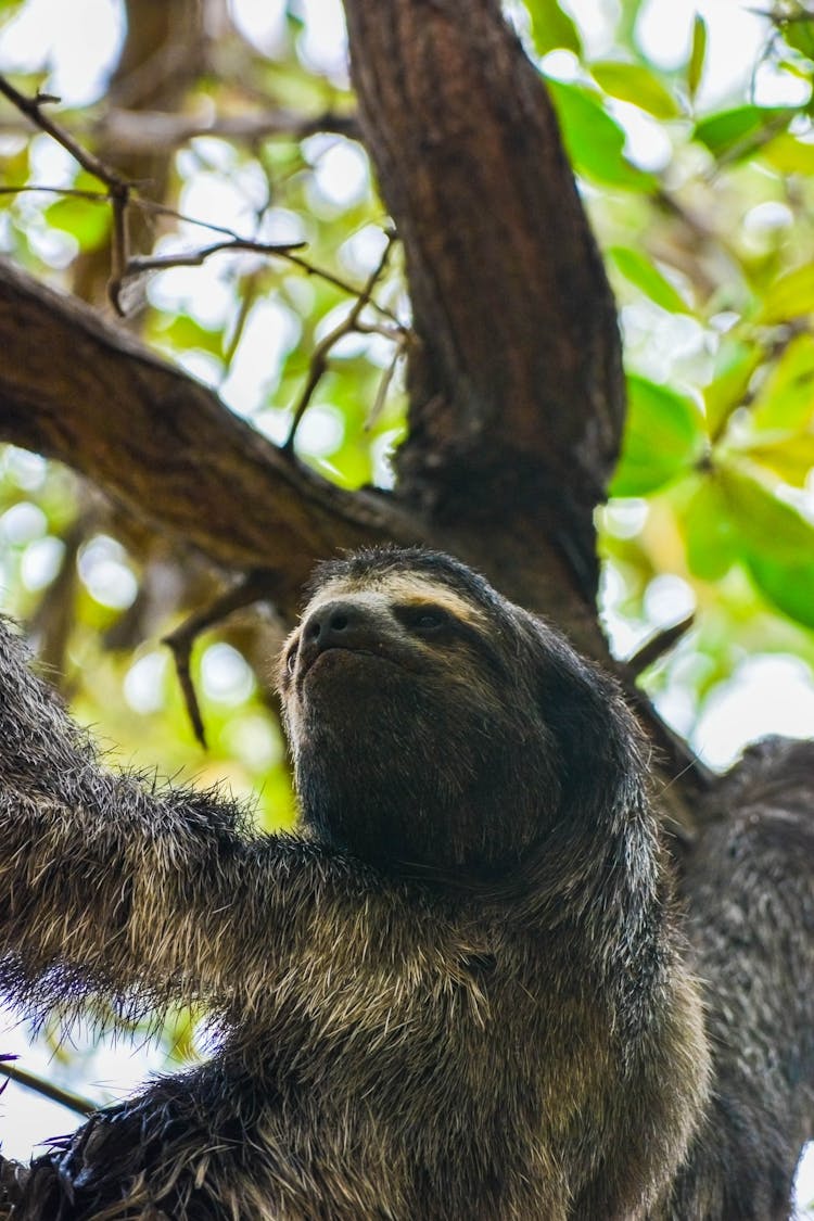 Attentive Sloth On Tree