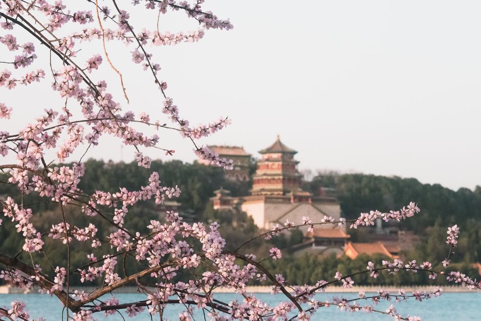 Cherry blossoms framing the Summer Palace on a combined Forbidden City and Summer Palace tour