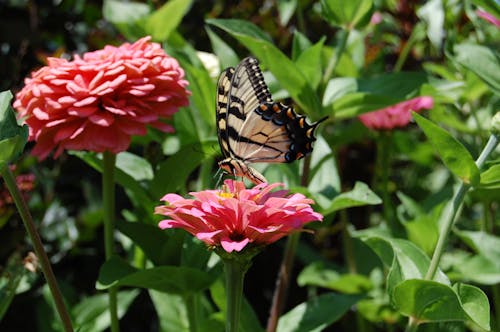 Foto profissional grátis de borboleta, floração, flores