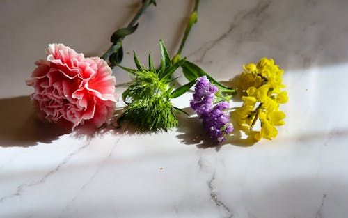 Choice of Colorful Flowers