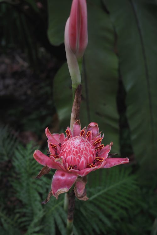 Gratis Foto stok gratis alam, berwarna merah muda, bunga Foto Stok