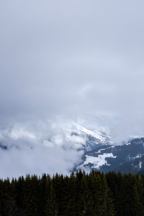 Foto profissional grátis de floresta, montanhas, neblina