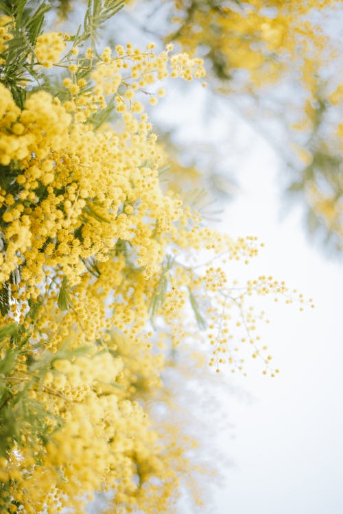 A close up of yellow flowers on a tree