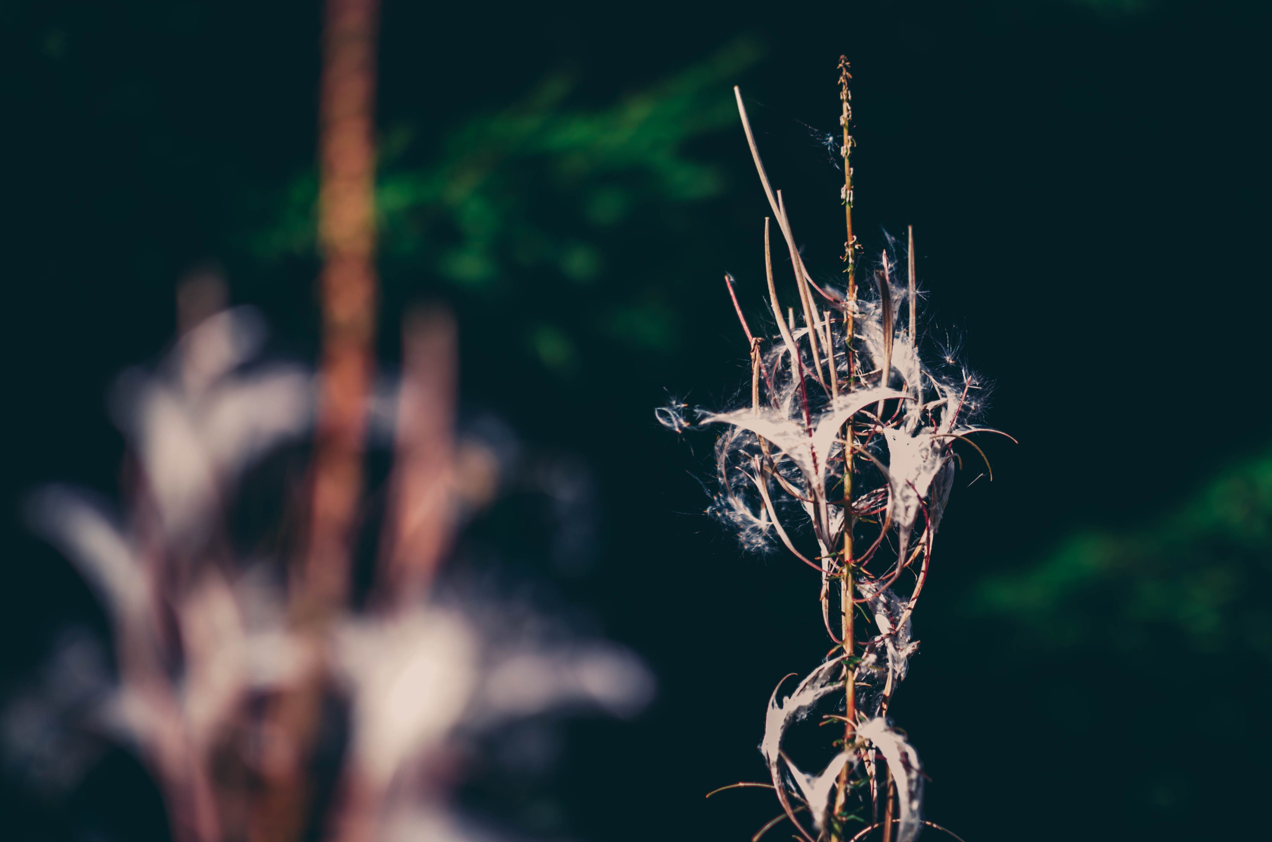 Free Stock Photo Of Weed Weeds Wildflower