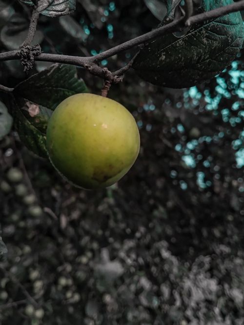Free Natural photography  Stock Photo