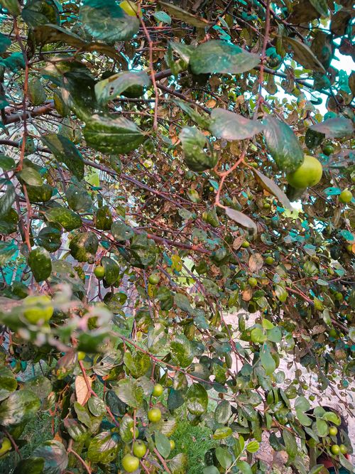 Free plum tree photography  Stock Photo