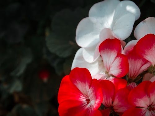 Δωρεάν στοκ φωτογραφιών με flores blancas, flores rojas, hojas