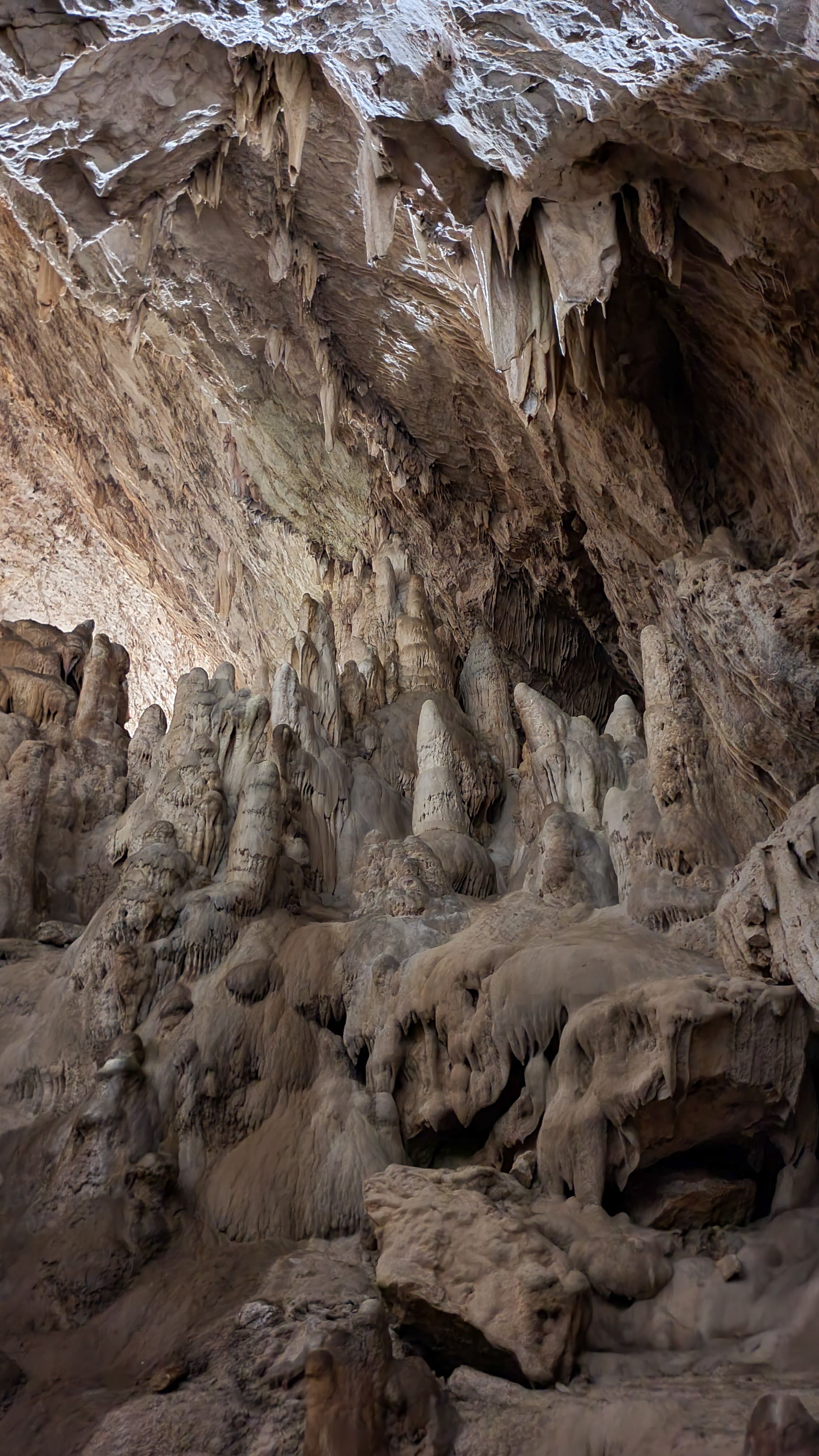The inside of a cave with many tall trees · Free Stock Photo