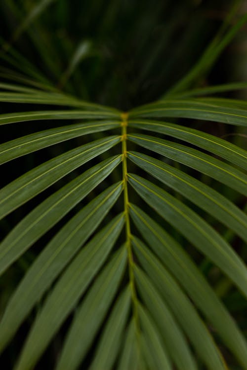 Close-up of a Green Palm Leaf