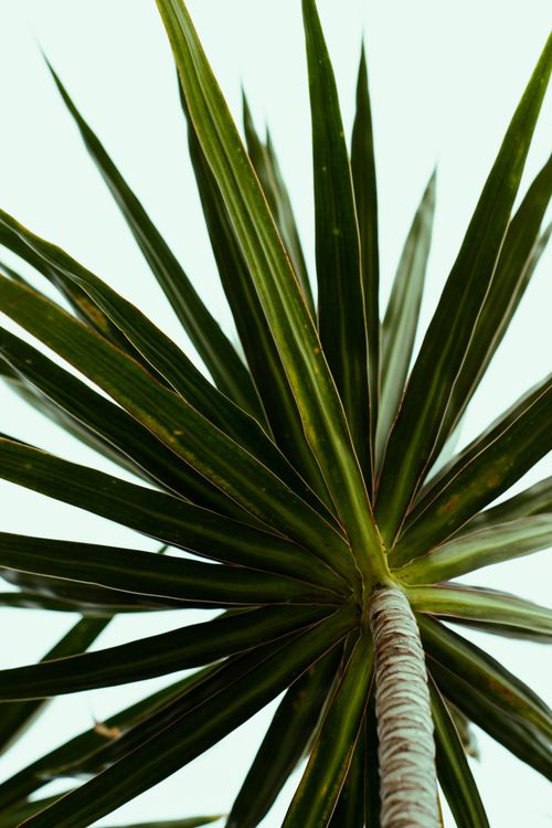 Free Dramatic low angle shot of a tropical palm tree against clear sky. Stock Photo