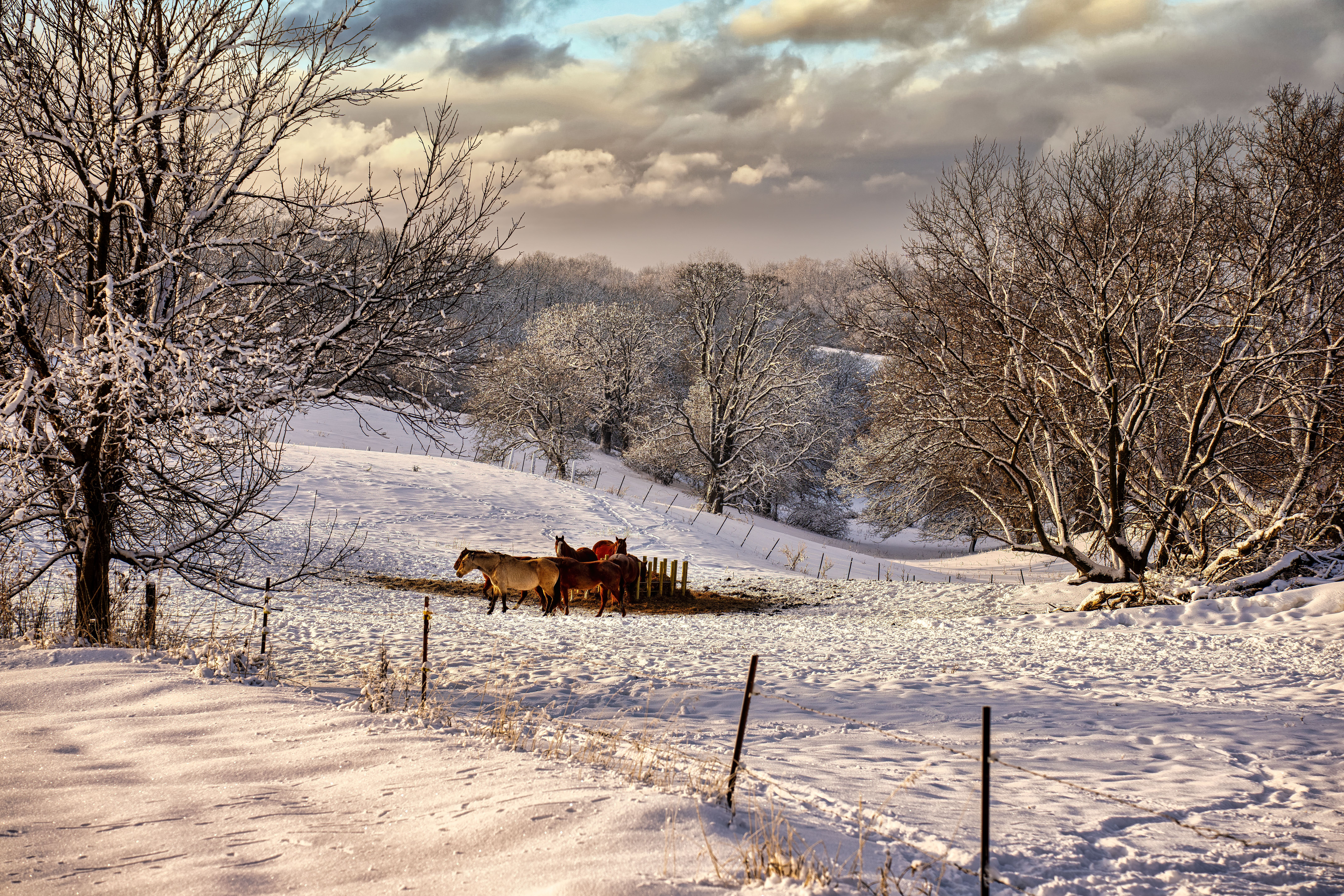 Snow over Pasture with Donkeys · Free Stock Photo