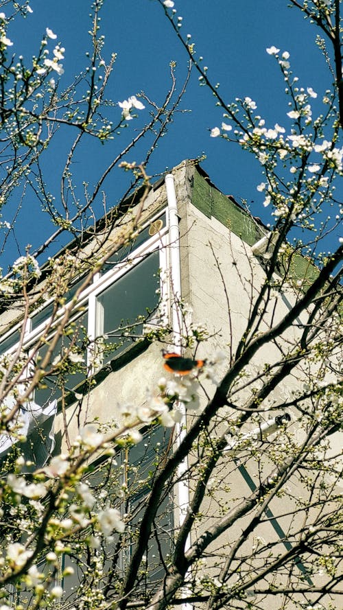 Branches with Blossoms and Building behind