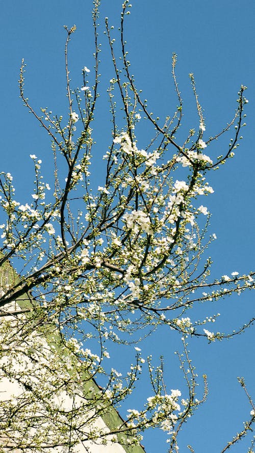 Photos gratuites de branches, ciel bleu, ciel clair