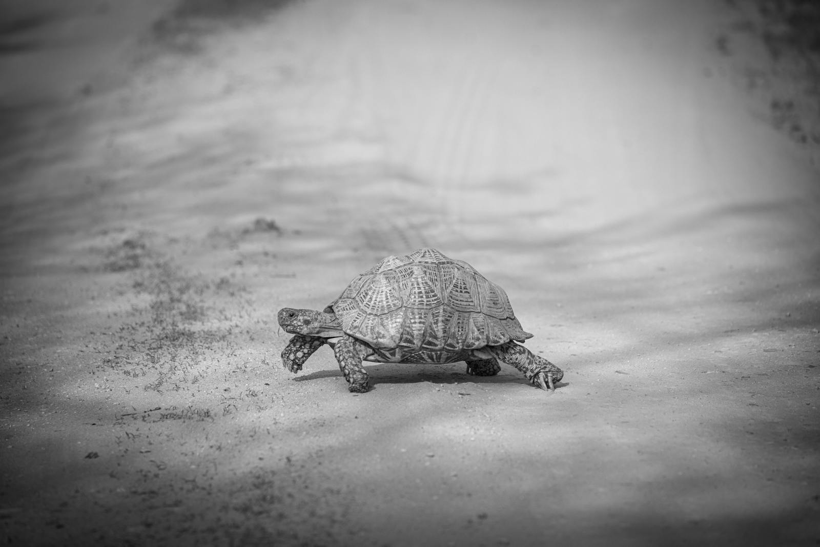 Turtle Wallpaper Photos, Download The BEST Free Turtle Wallpaper Stock