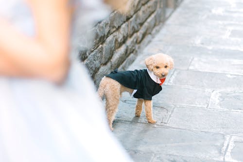 Dog in Clothes on Pavement behind Woman