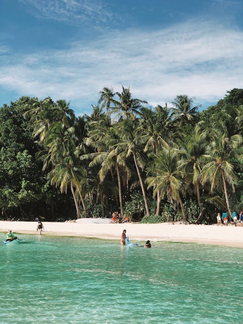 Palm Trees around Beach