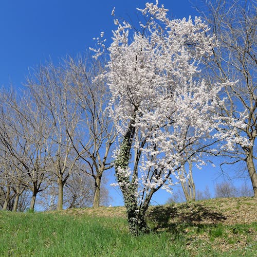 Photos gratuites de arbres, ciel bleu, ciel clair