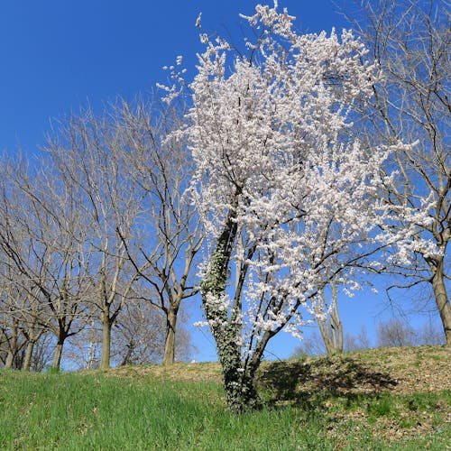 Základová fotografie zdarma na téma čerstvý, čisté nebe, jaro