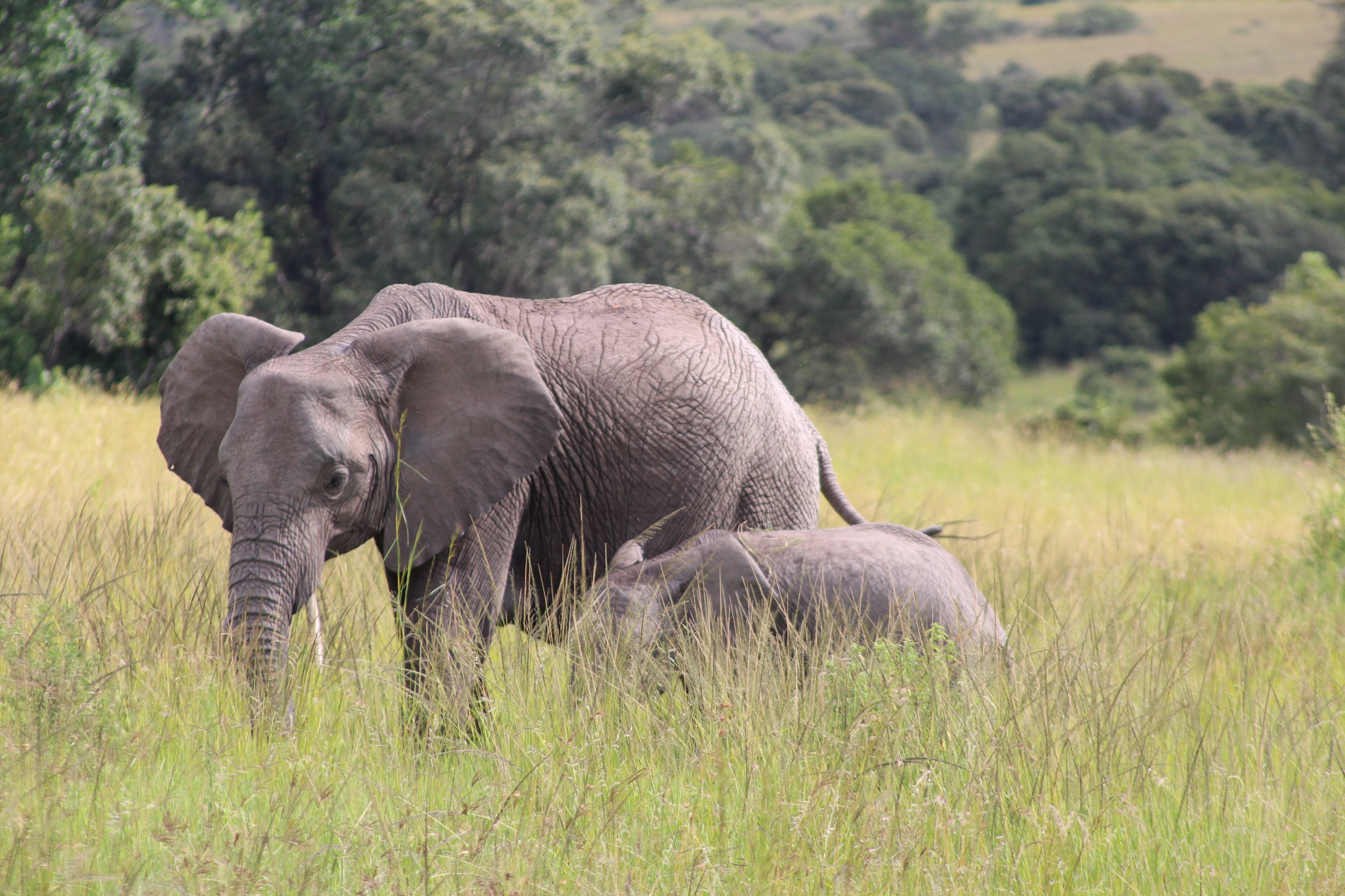 Mlilwane Wildlife Sanctuary