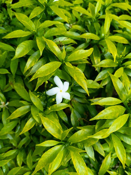 Immagine gratuita di avvicinamento, fiore, foglie