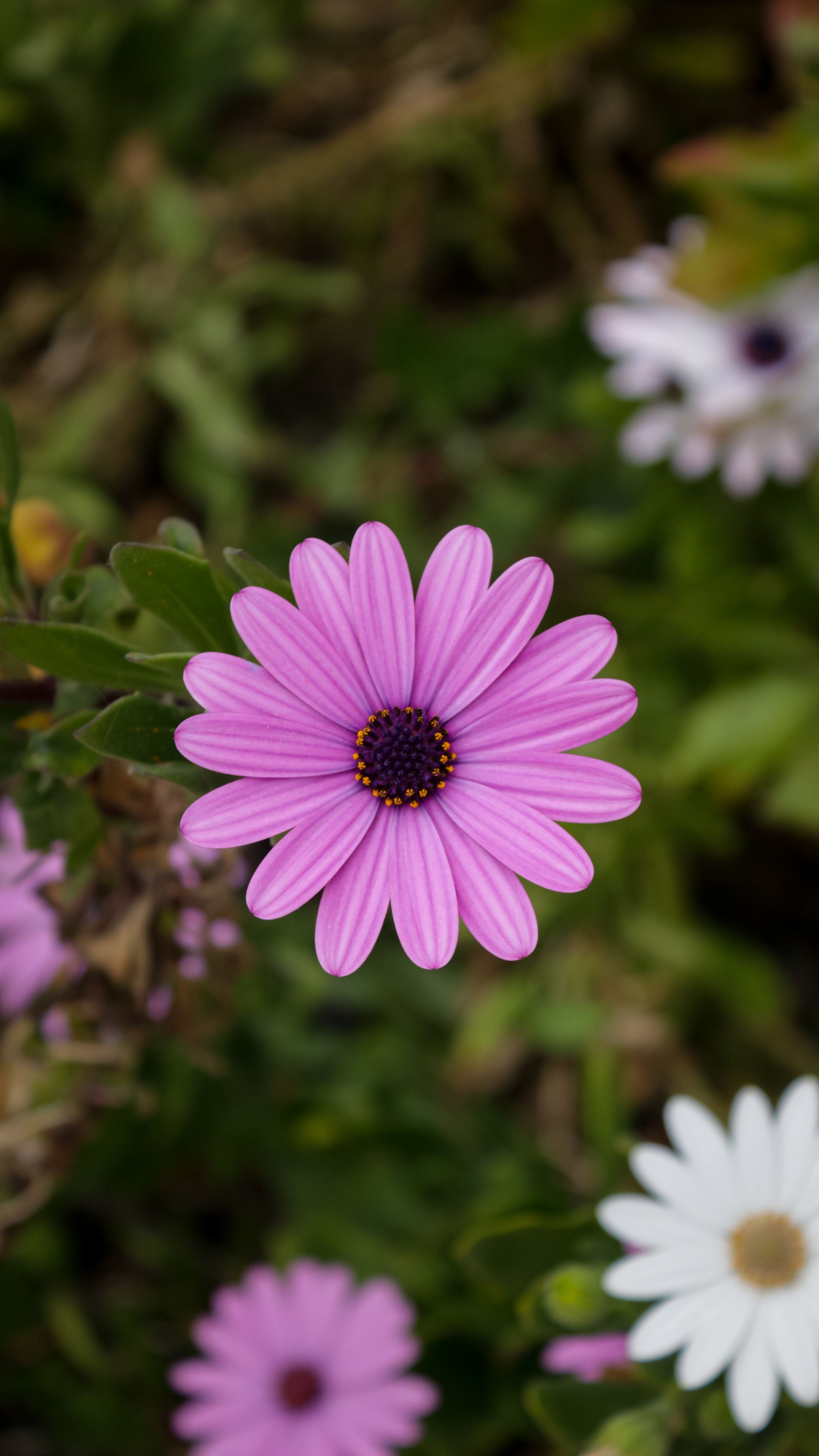 Close up of Purple Flower · Free Stock Photo