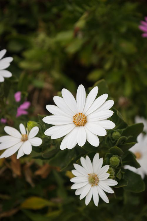 Free Close-up of vibrant white daisies with lush green leaves in natural outdoor setting. Stock Photo