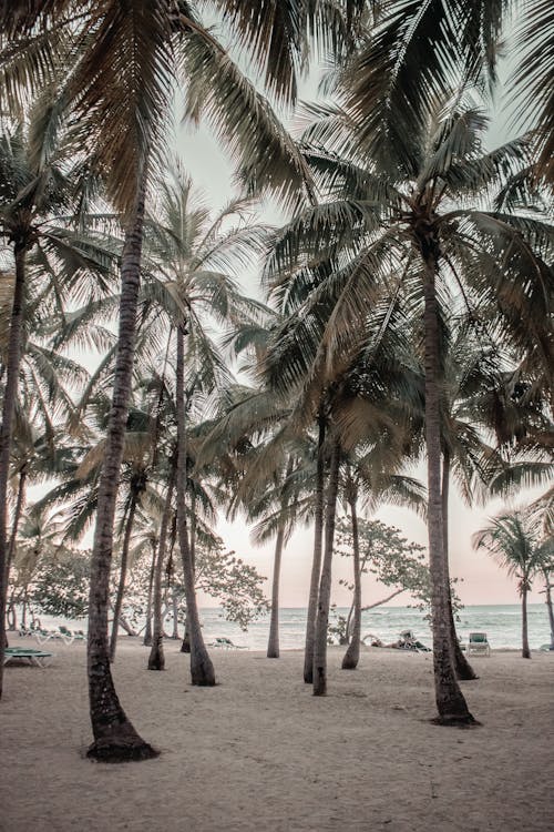 View of Palm Trees on a Beach 