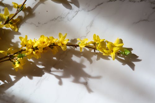 Yellow Flowers on White Background 