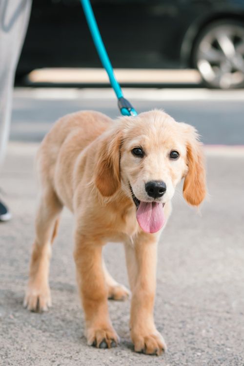 Free Adorable golden retriever puppy on a leash enjoying an outdoor walk. Stock Photo