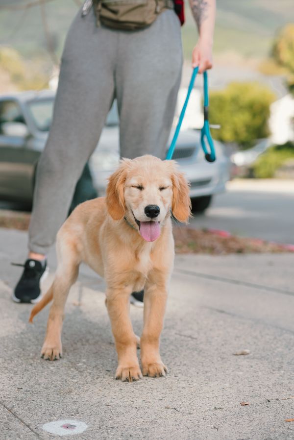 Professional Dog Walking Services in Belvedere