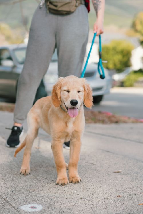 Free Cute golden retriever puppy on a leash during a sunny walk outdoors. Stock Photo
