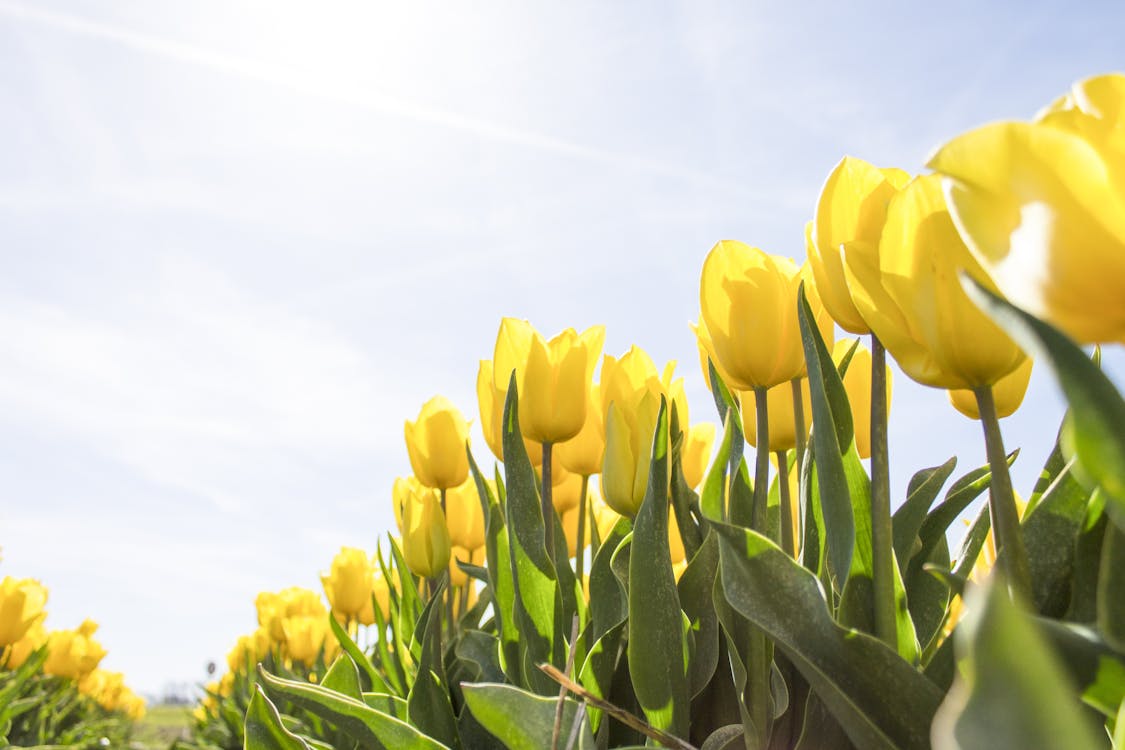 무료 낮 동안 노란 튤립 꽃밭 스톡 사진