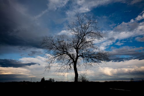 Silhouette of Tree against Cloudy Sky