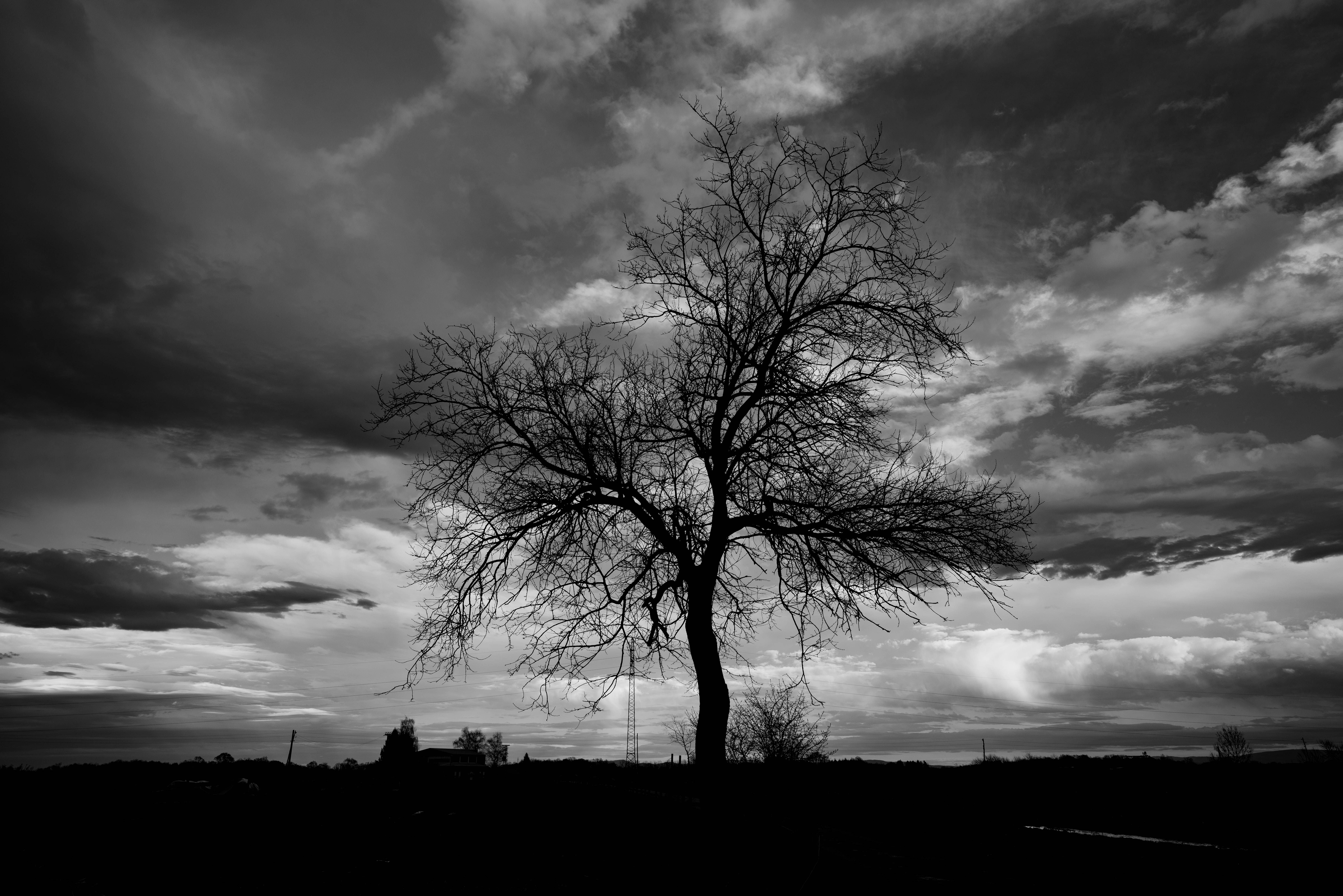 Black and White Photo of Tree against Cloudy Sky · Free Stock Photo