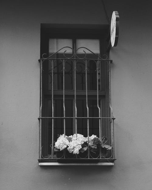 Black and White Photo of Flowers Growing on Windowsill behind Iron Bars