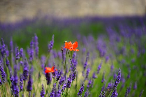昼間の紫色の草とオレンジ色の花びらの花