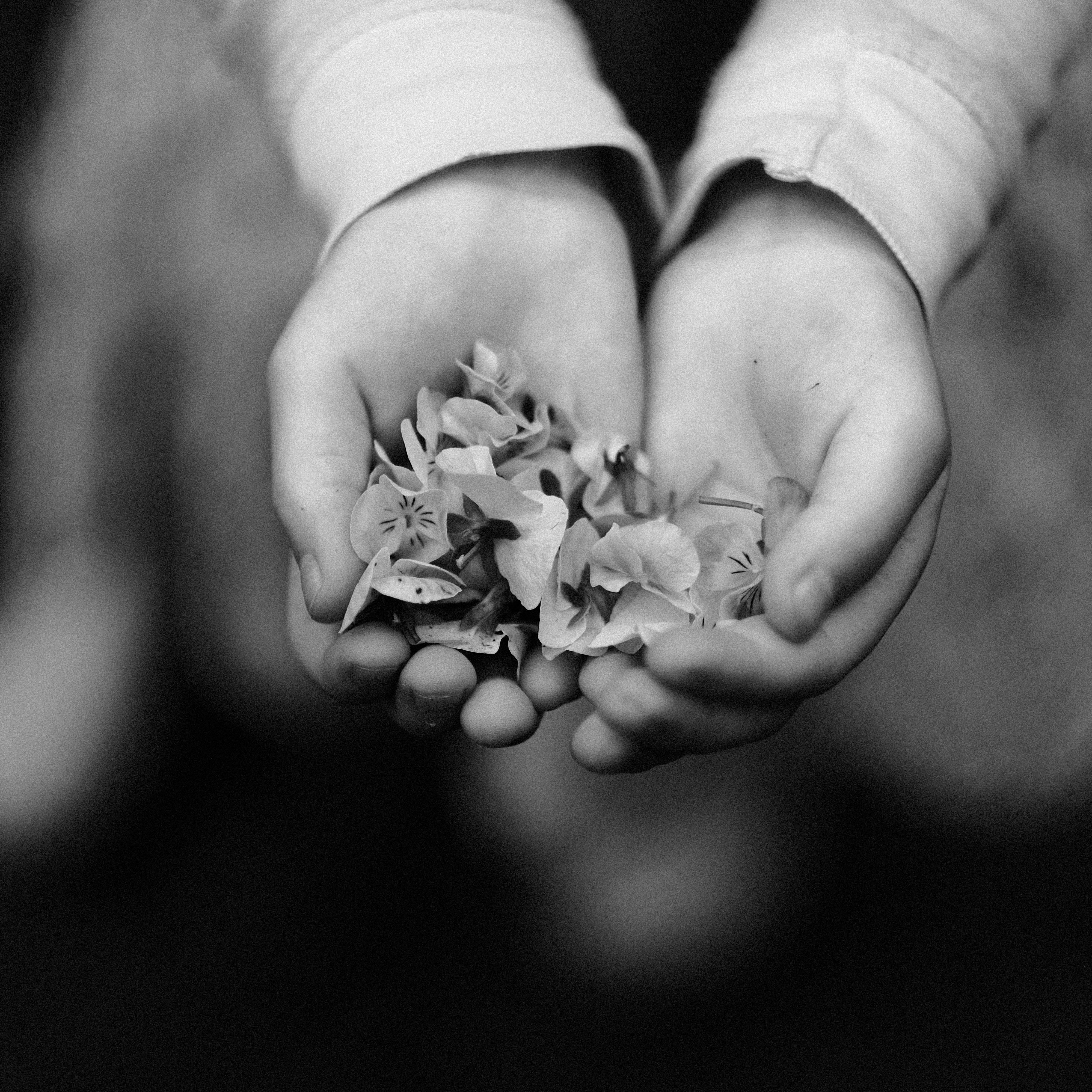 White Pansy Photos, Download The BEST Free White Pansy Stock Photos ...