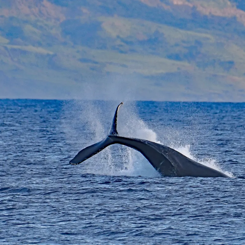 Humpback whale tail breaking the surface of the ocean off Hawaii in winter