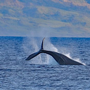 Humpback whale tail creating a splash in the ocean, showcasing marine wildlife action.