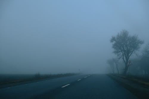 Trees Growing by Road Shrouded in Mist