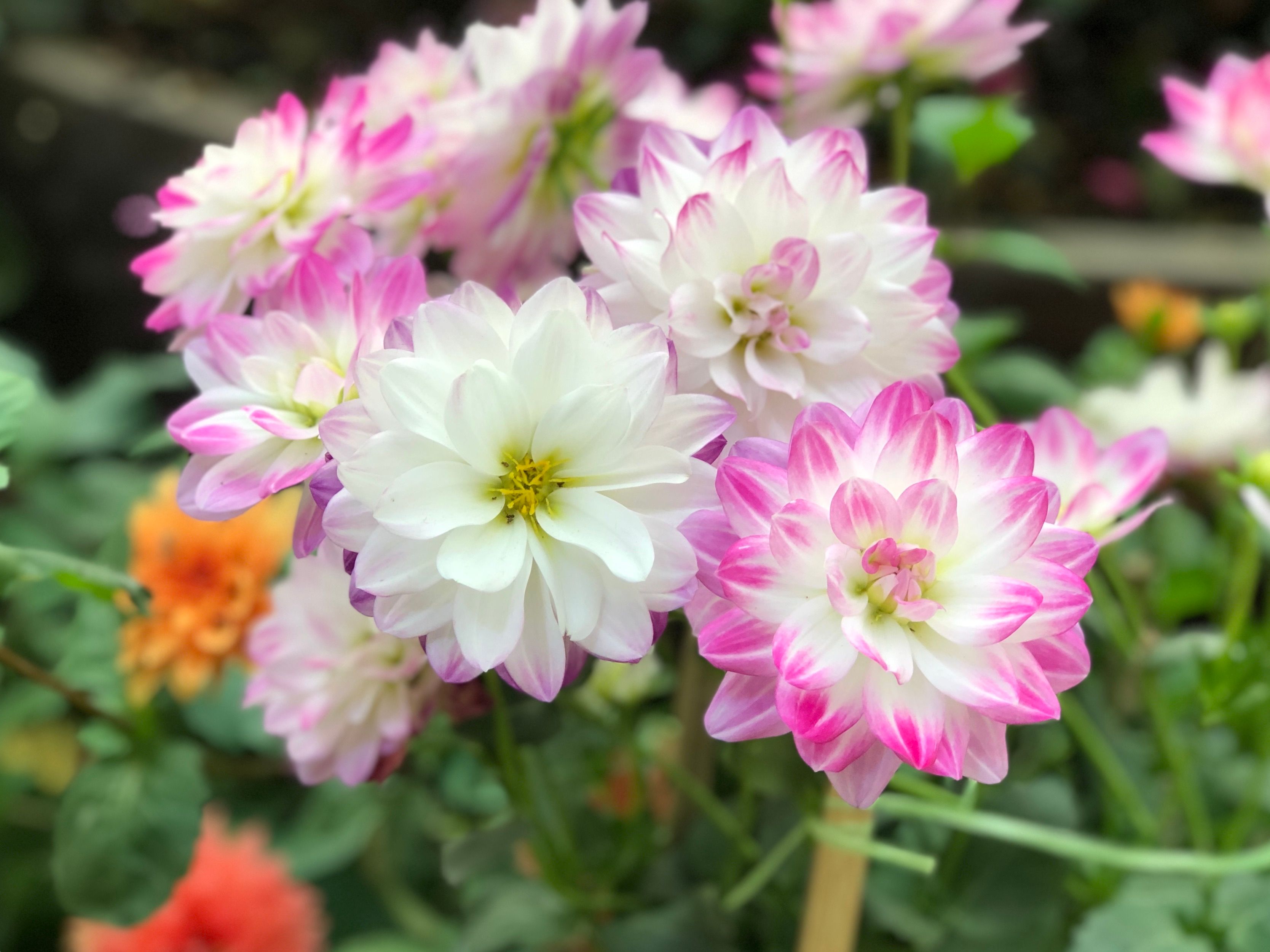 Vibrant pink and white dahlias in full bloom, showcasing nature's delicate beauty.