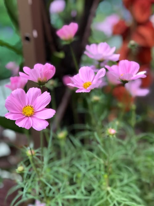 Blooming Pink Flowers 