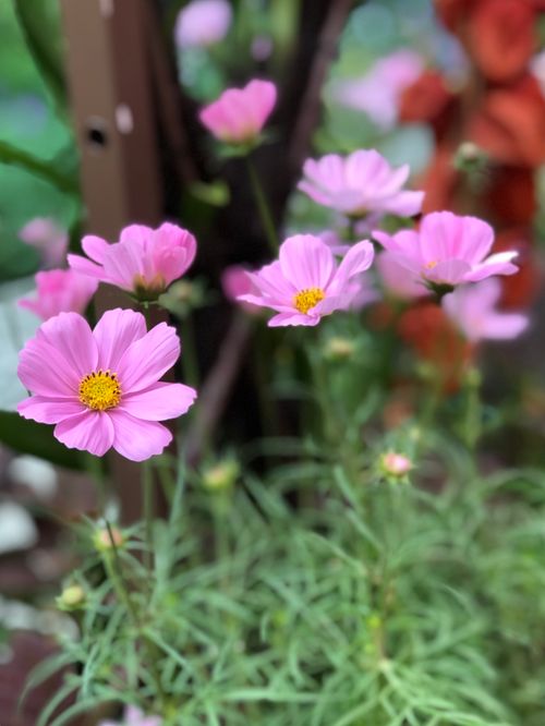 Free Beautiful close-up of pink Cosmos flowers in full bloom with delicate petals and vibrant colors. Stock Photo